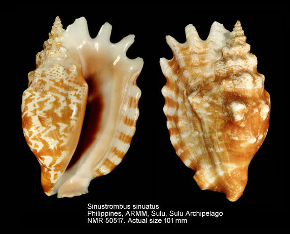 Sinustrombus sinuatus (4).jpg - Sinustrombus sinuatus ([Lightfoot],1786)